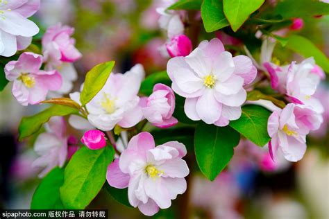 海棠開花|海棠花期揭秘——花开时间和环境（探寻海棠花的生长。